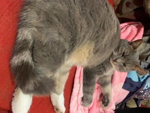 Relaxing Grey Cat on the Couch Stock Photos