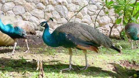Relaxing A Group of Young Peacock in Aviary Scene 4K Stock Footage 336658712