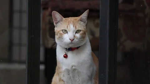 Relaxing at home with the cat. Video stock 129281015