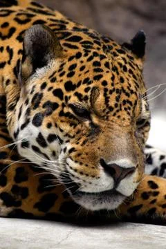 Relaxing jaguar Stock Photos