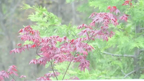 Relaxing Japanese Maple Blowing in the Breeze 2 Stock Footage