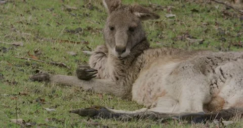 Relaxing Kangaroo, Close Up, 8K Stock-Footage 332639068