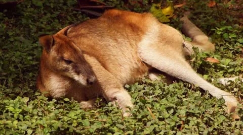 Relaxing kangaroo Stock Footage 20434824