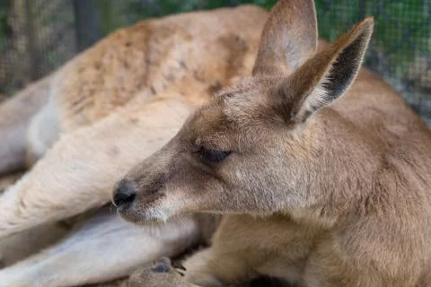 Relaxing Kangaroo Stock Photos