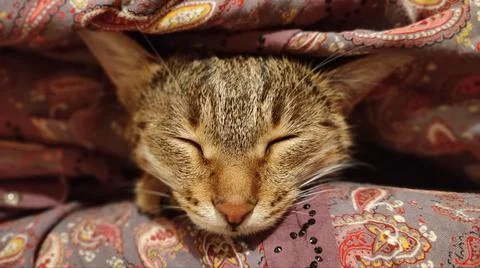 Relaxing Kitten Stock Photos