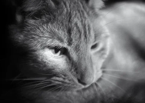 Relaxing kitty Stock Photos