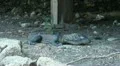 Relaxing Komodo dragon HD Footage