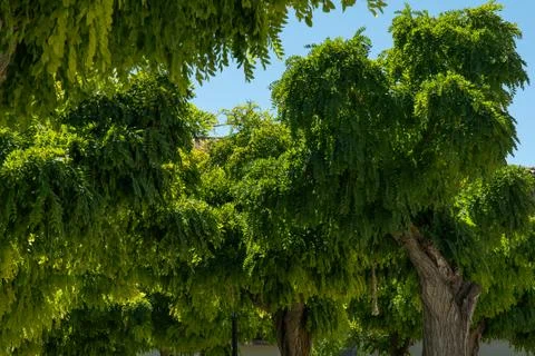 Relaxing Leafy trees view in a small town with blue sky Stock Photos