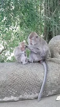 RELAXING MONGKEY Fotos de archivo