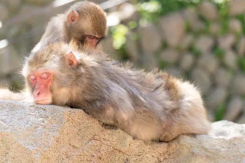 A relaxing monkey Stock Photos