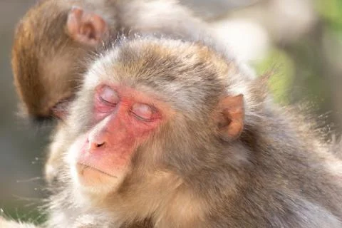 A relaxing monkey Stock Photos