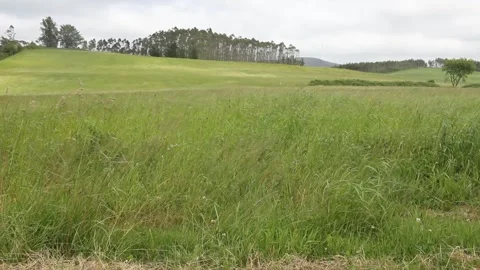 Relaxing movement of the grass in a field Stock Footage 312526299
