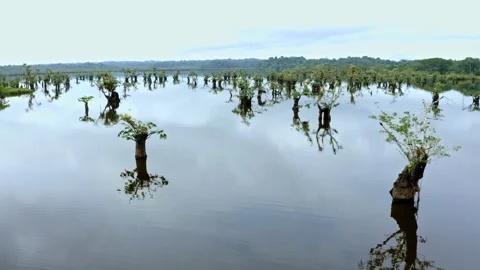 Relaxing nature background, flying between trees of the genus Macrolobium Stock Footage 169934900