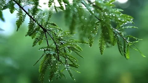 Relaxing nature Vídeo Stock 220784154