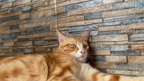 Relaxing Orange Tabby Cat Lying on the Floor Stock Footage 335349848