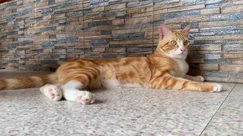 Relaxing Orange Tabby Cat Lying on the Floor 스톡 동영상 335350260