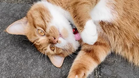 Relaxing Orange Tabby Cat Outdoors Stock Footage 288684563