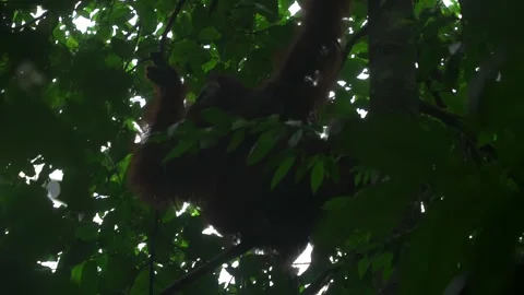 Relaxing Orangutan Stock Footage 345088587