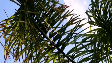 Relaxing palm trees with sky in the background and soft movements Stock Footage 214616247
