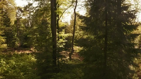 Relaxing Panning Shot Within the Forest Stock-Footage 115443993