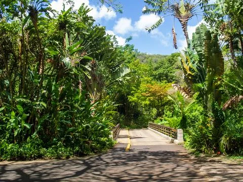 Relaxing path and foot bridge in a public horticultural garden in Hawaii Stock Photos