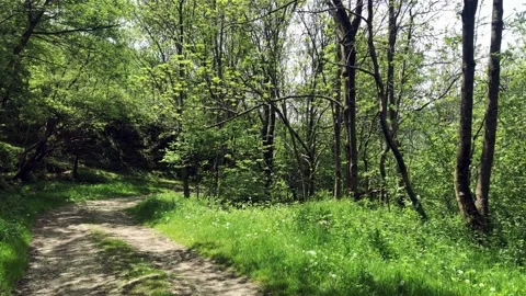 Relaxing path with forest Stock Footage 155734368