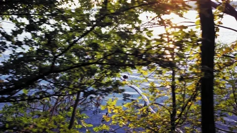 Relaxing path in the forest, hiking trail, surrounded by trees -  4k footage Stock Footage 139805003
