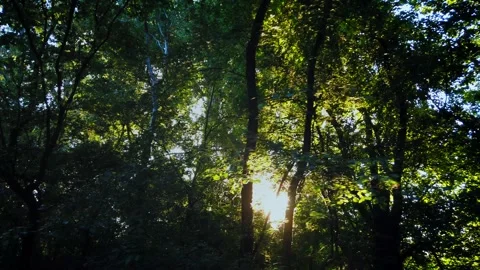 Relaxing path in the forest, sun rays through trees, tilt up view -  4k footage Stock Footage 139804294