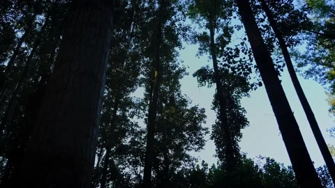 Relaxing path in the forest, tilt up view -  4k footage Stock-Footage 139804411