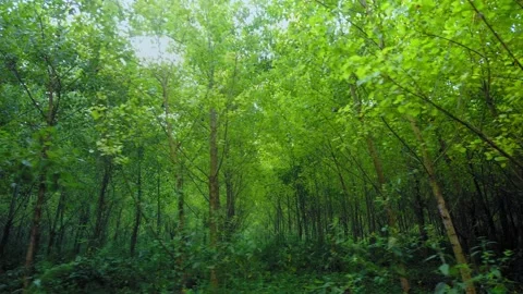 Relaxing path in the green forest, hiking trail, trees in row -  4k footage Stock Footage 139804501