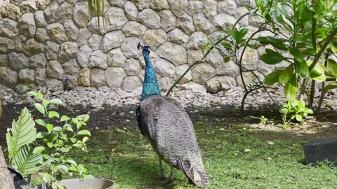 Relaxing Peacock in Standing in Natural Environment Wildlife Scene 4K Stock Footage 336295928