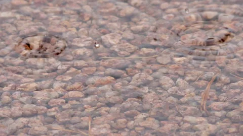 Relaxing Raindrops Fall in Standing Water on Gravel Loop Stock Footage 249404313