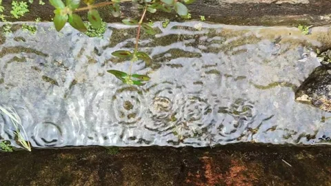 Relaxing Raindrops Splashing in Puddle Next to Patikan Kebo Vídeos de archivo 334712503
