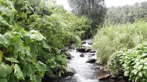 Relaxing river stream in bali Stock Footage 150007003