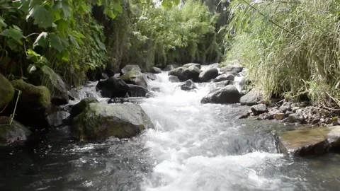 Relaxing river stream in bali Stock Footage 150007083