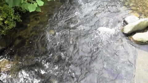 Relaxing river stream in bali Stock Footage 150007349