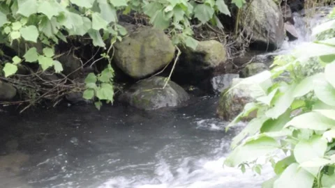 Relaxing river stream in bali Stock Footage 150075930