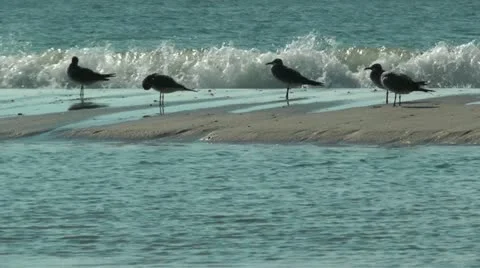 Relaxing sea gulls Stock Footage 11058747
