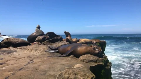 Relaxing sea lions Stock Footage