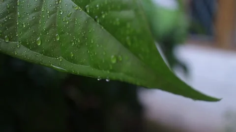 Relaxing to see raindrops flowing on the surface of green leaves in the garden Stock Footage 220894589