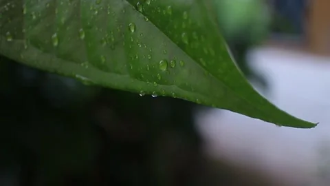 Relaxing to see raindrops flowing on the surface of green leaves in the garden Stock Footage 220894636