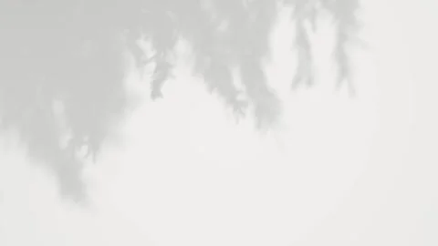 Relaxing shadow tree branch leafs blowing wind movement on white background.. Vídeos de archivo 331569853