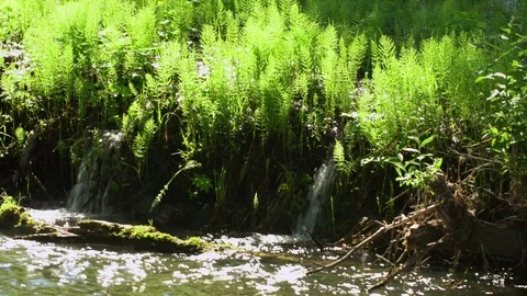 A relaxing shot of a stream running along the forest landscape with sun rays Stock Footage 116956785