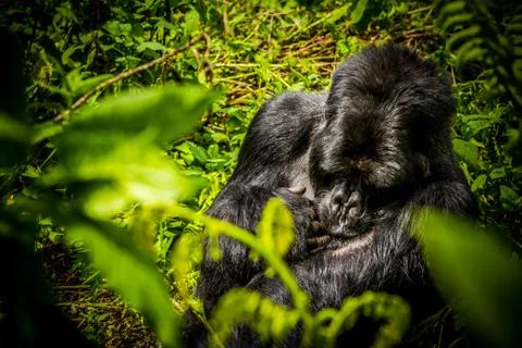 Relaxing Silverback Gorilla in Volcones National Park Rwanda Africa Stock Photos