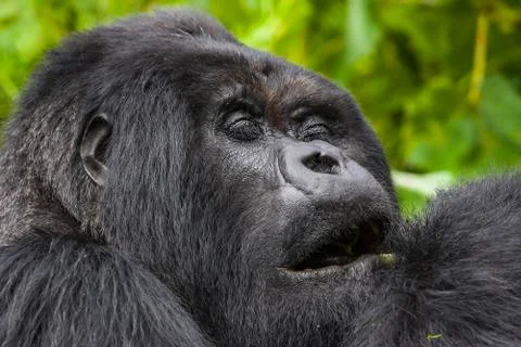 Relaxing Silverback Stock Photos