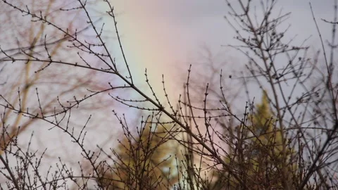 Relaxing Slow Motion Branches with Rainbow Background Stock Footage 231363239