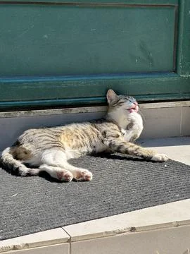 Relaxing stray cat basking under the sun by a door Stock-Fotos