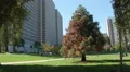 Relaxing at Sue Bierman Park in San Francisco 4k or 4k+ Resolution