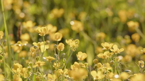 Relaxing summer meadow scene as insects fly between yellow wildflowers Stock Footage 245173705