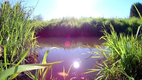 Relaxing Summer River Environment; Calm Water Reflection Video stock 103630266